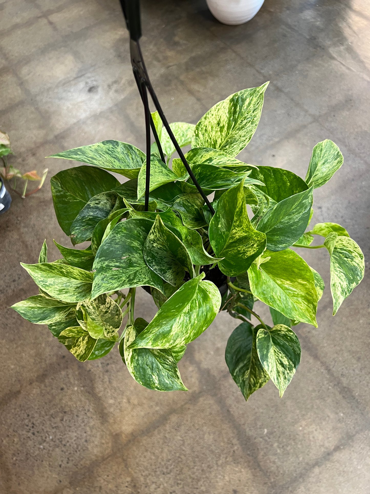 Pothos Marble Queen