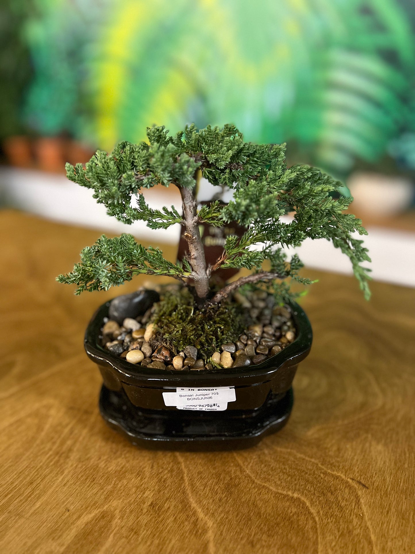 Bonsaï Juniper