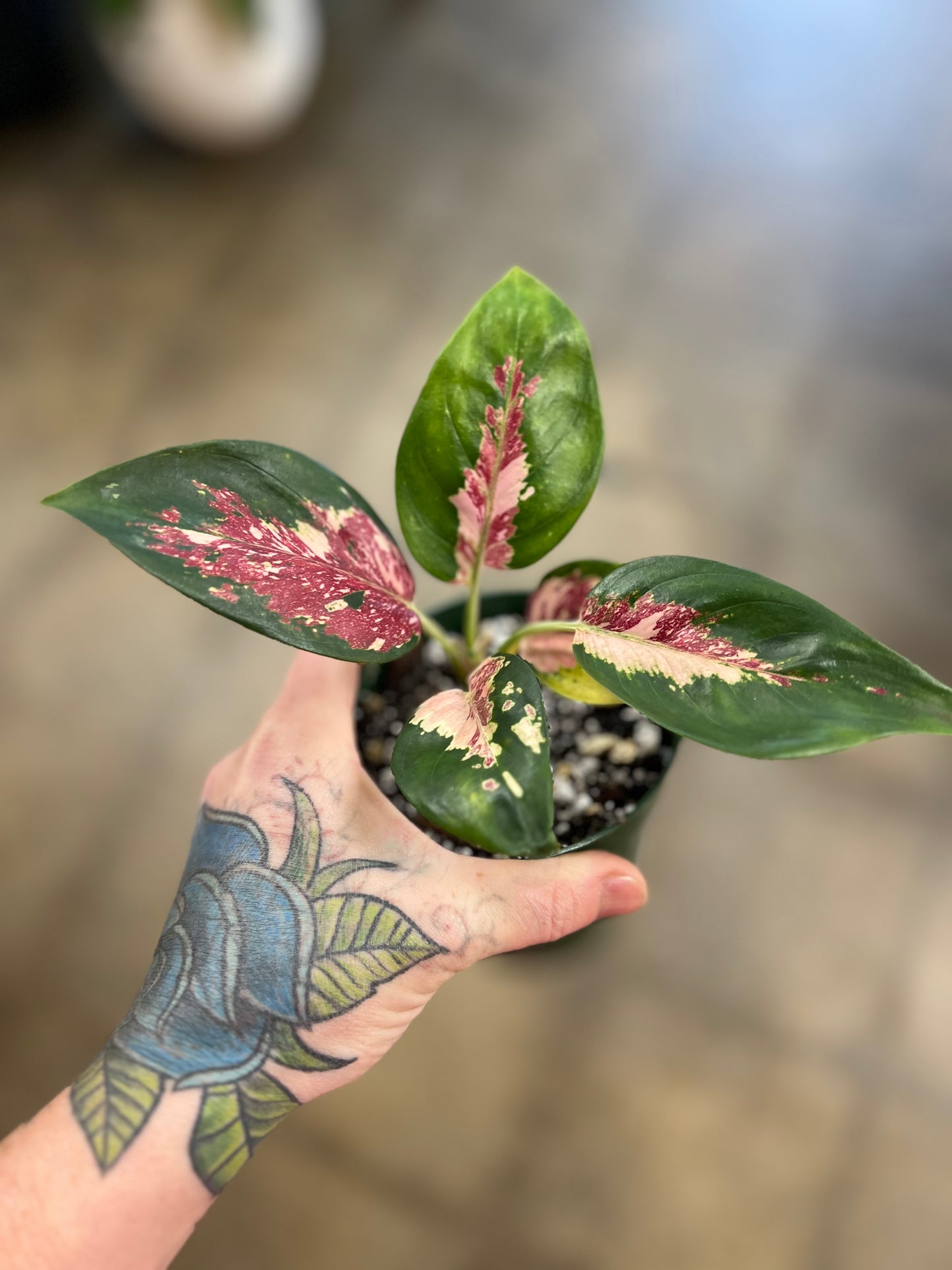 Aglaonema Sutra Tricolor