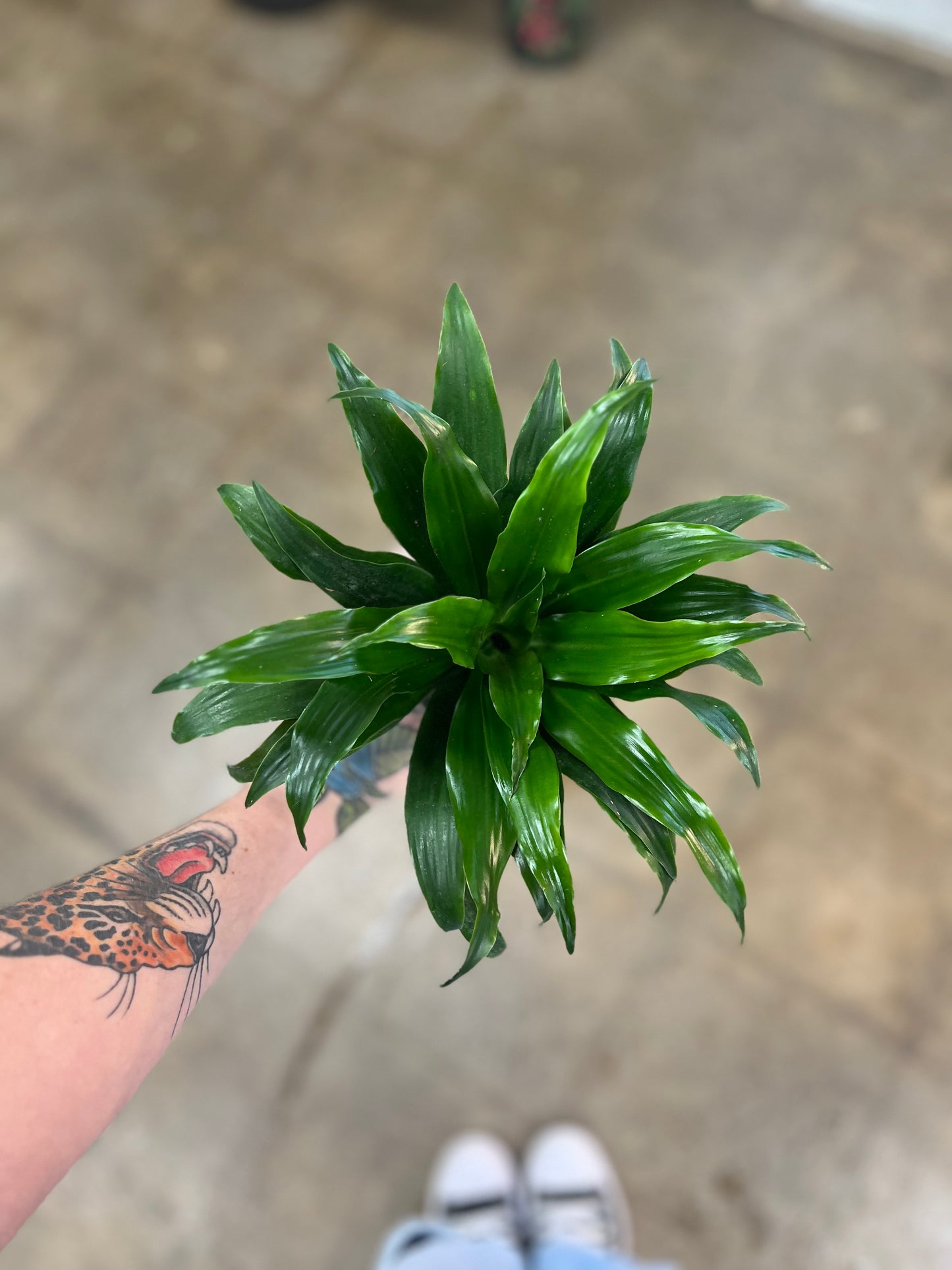 Dracaena Janet Craig