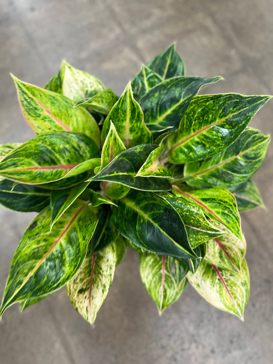 Aglaonema Green Papaya