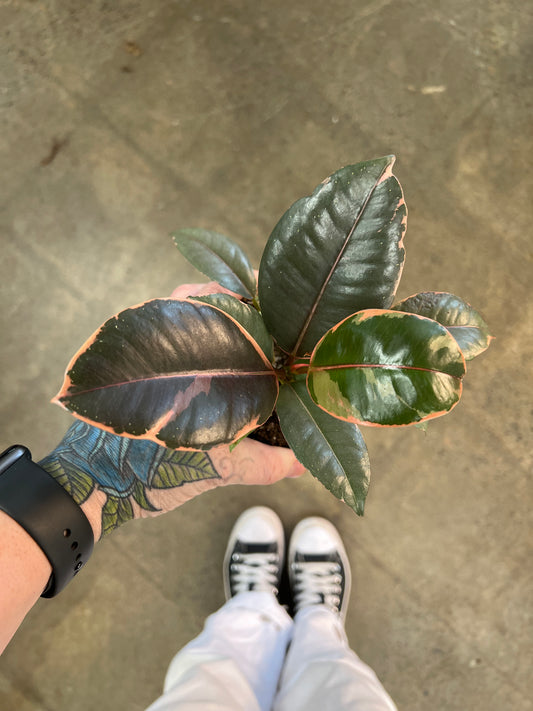 Ficus Elastica Ruby