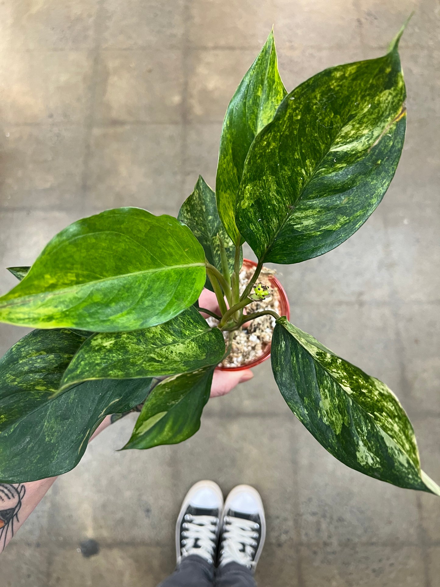 Aglaonema Khan Mak