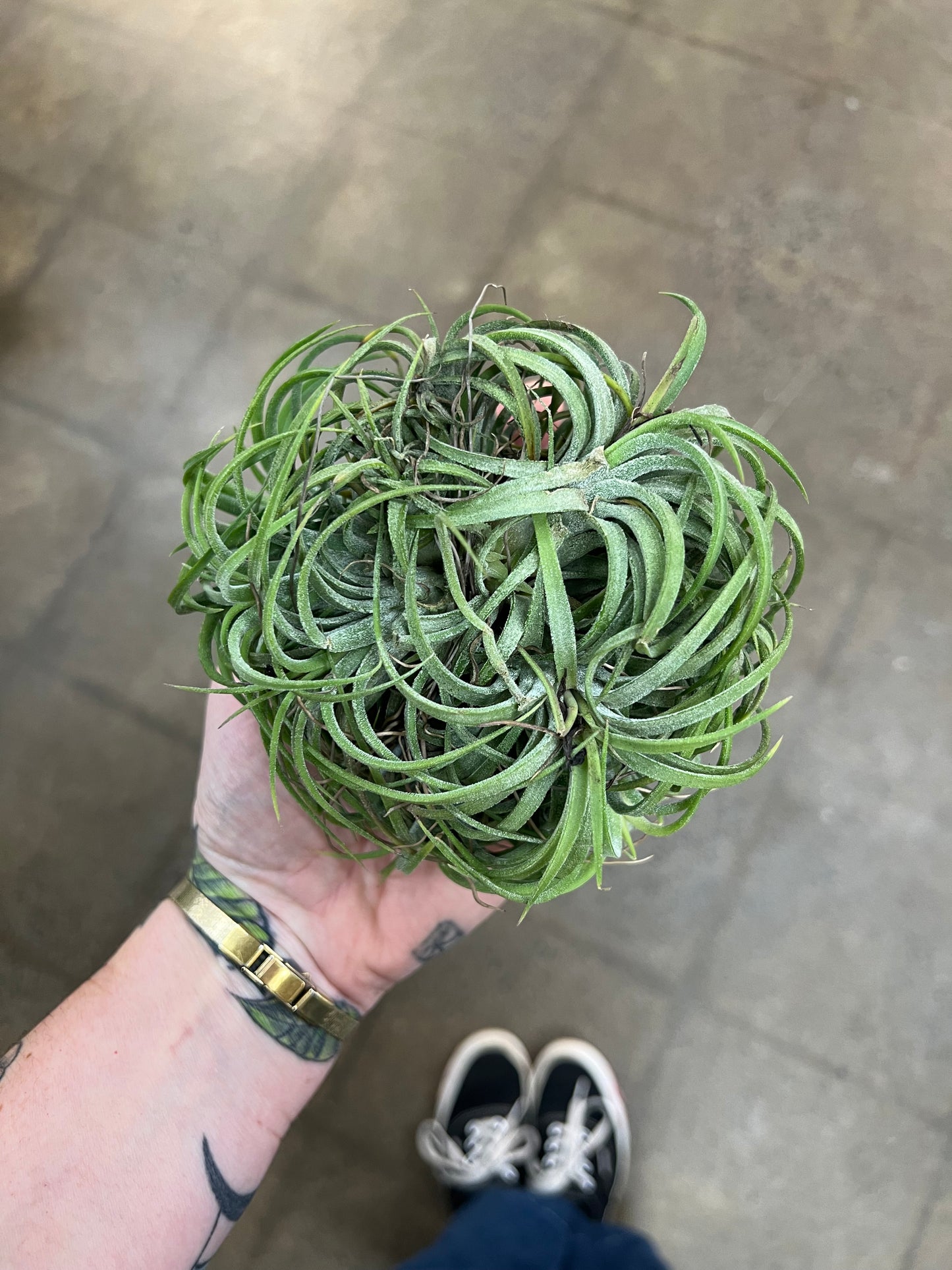 Tillandsia Ionantha Silver XXL