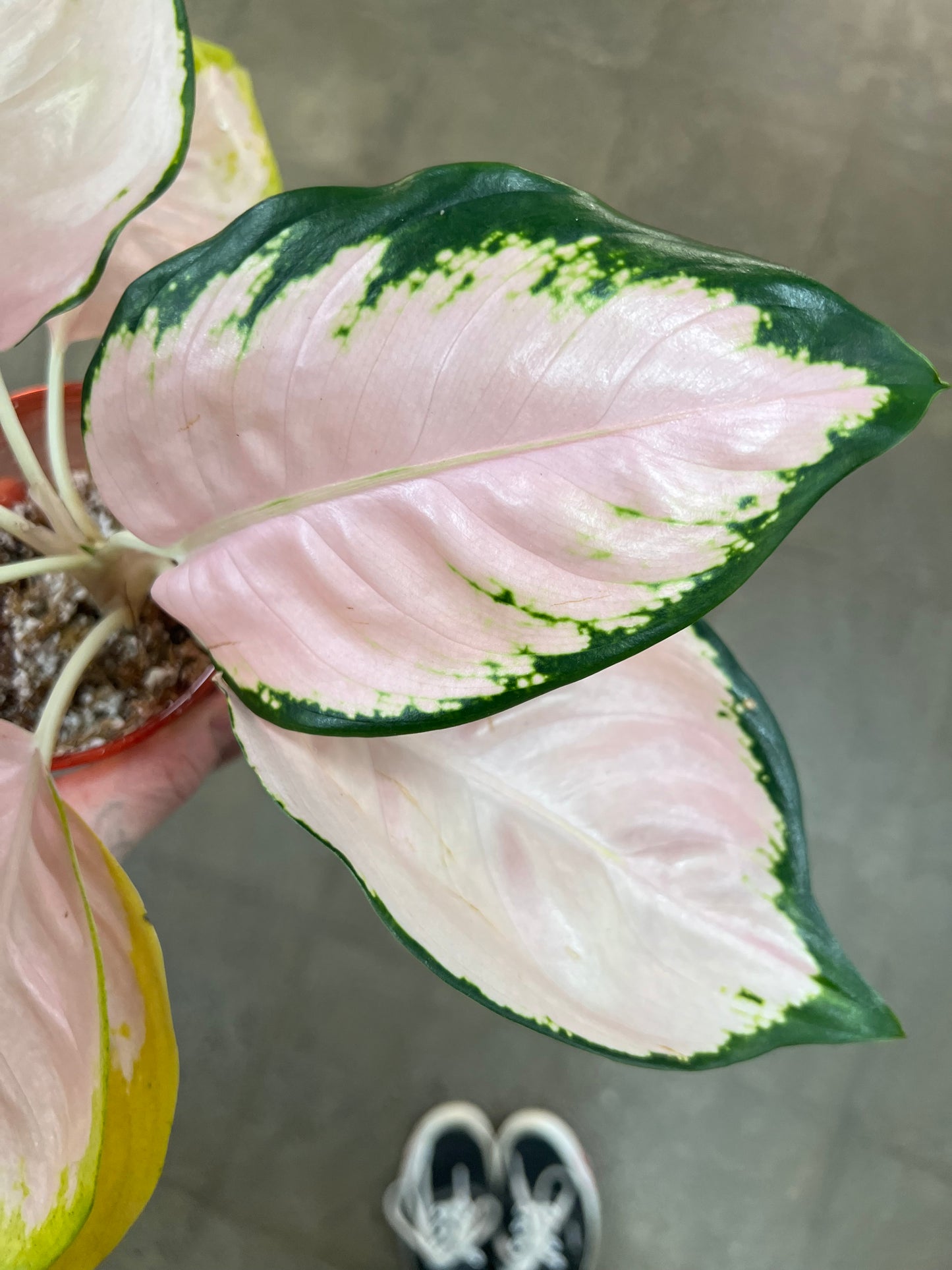 Aglaonema Neon