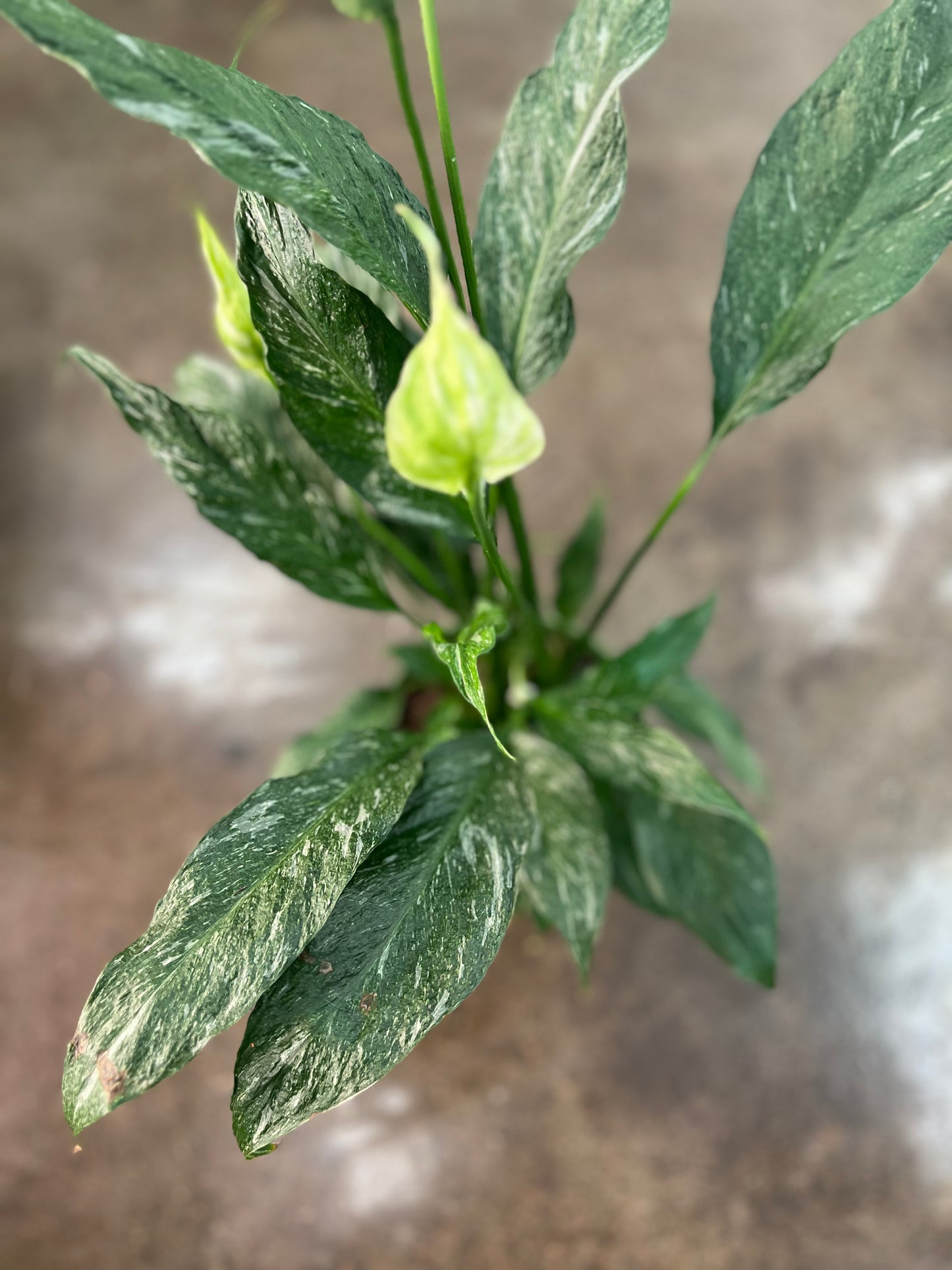 Spathiphyllum Domino Panaché