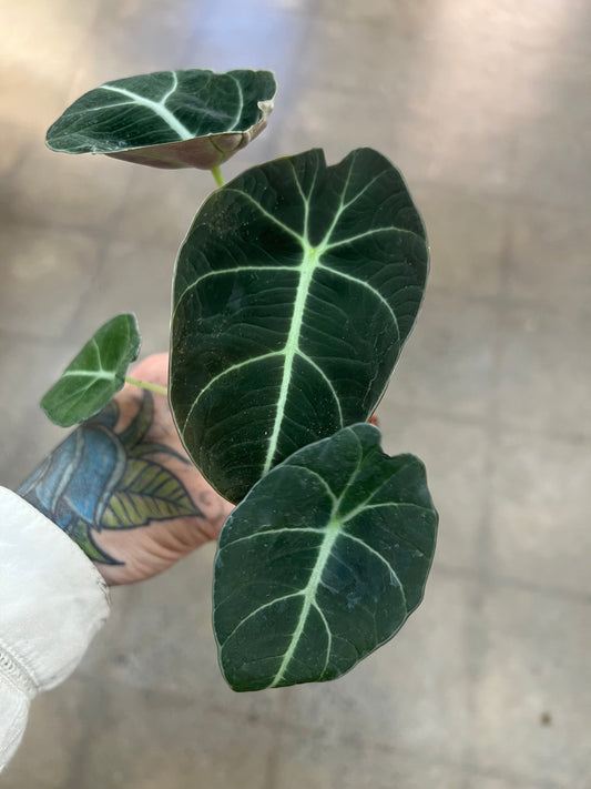 Alocasia Black Velvet