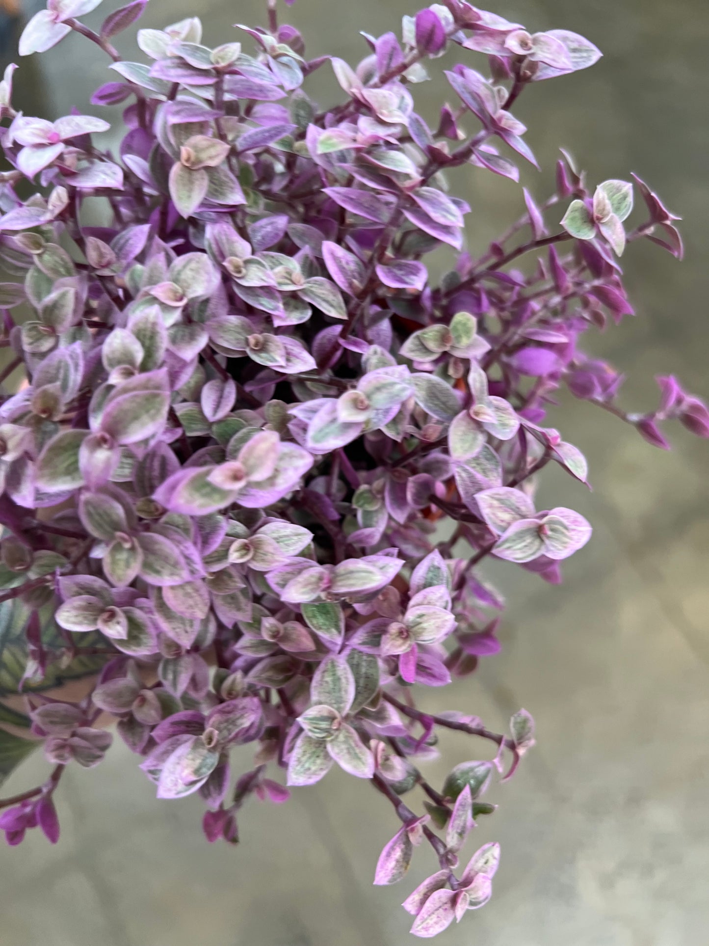 Tradescantia Pink Panther