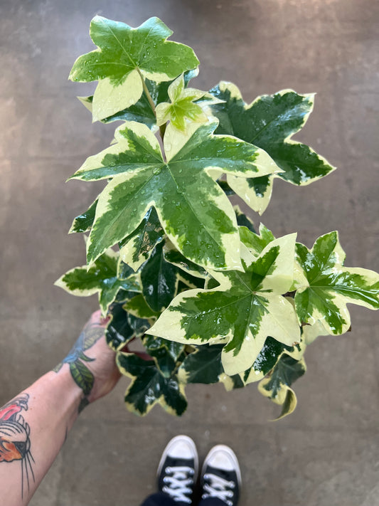 Fatshedera Pia Variegated