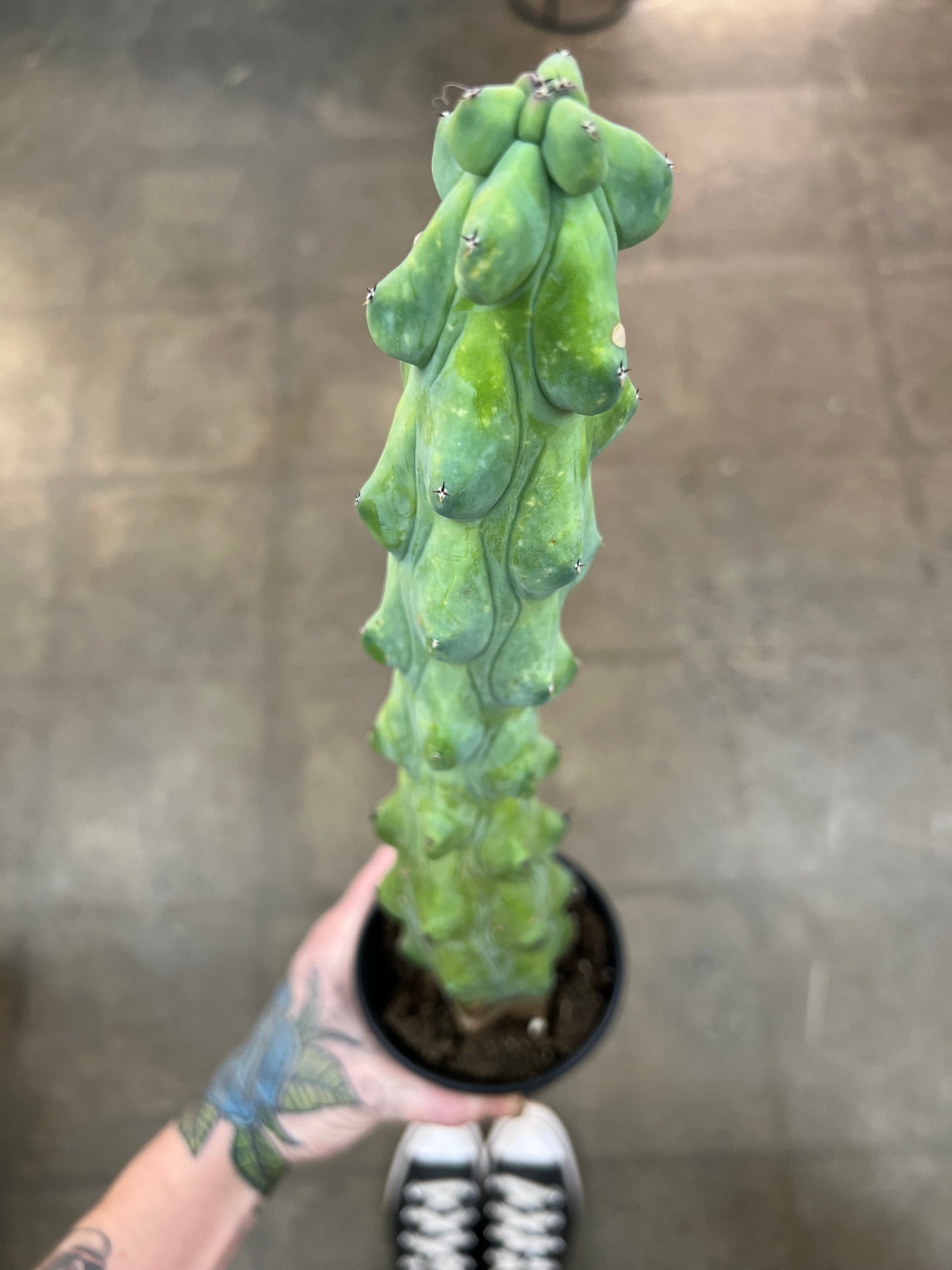 Cactus Boobie