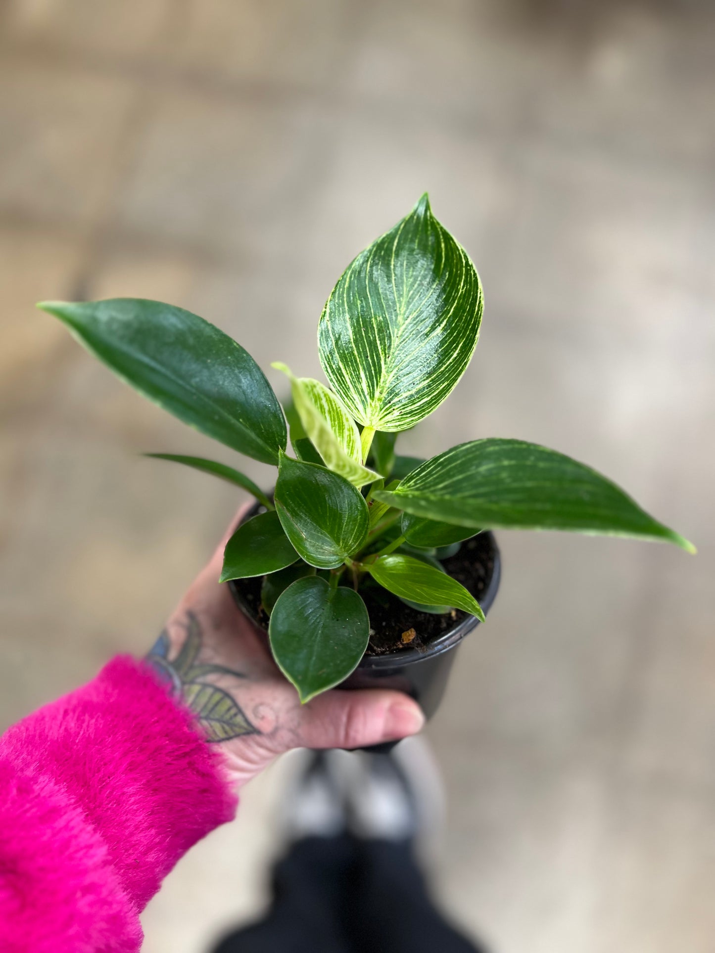 Philodendron Birkin