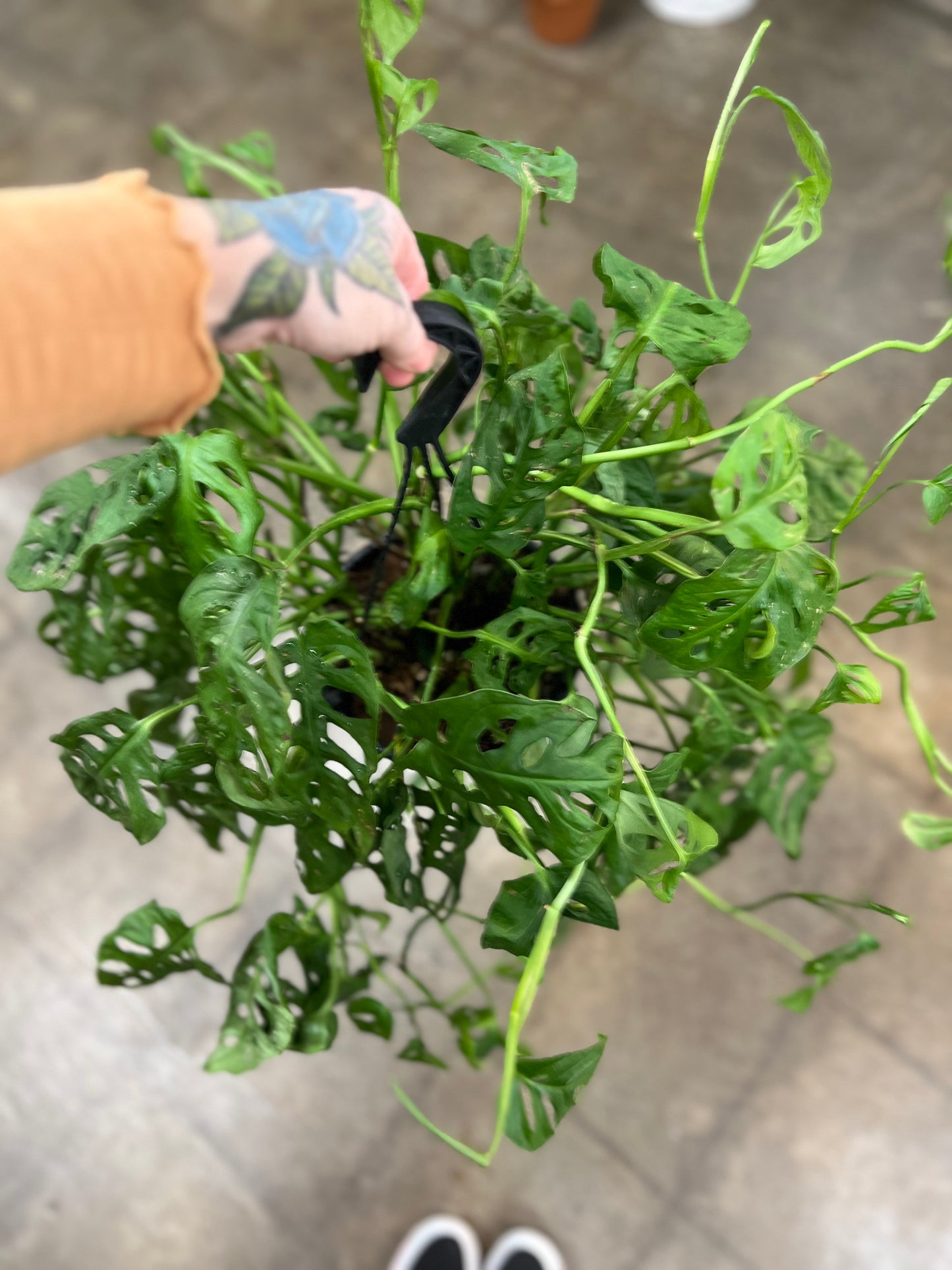 Philodendron Swiss Cheese jungleroseinc