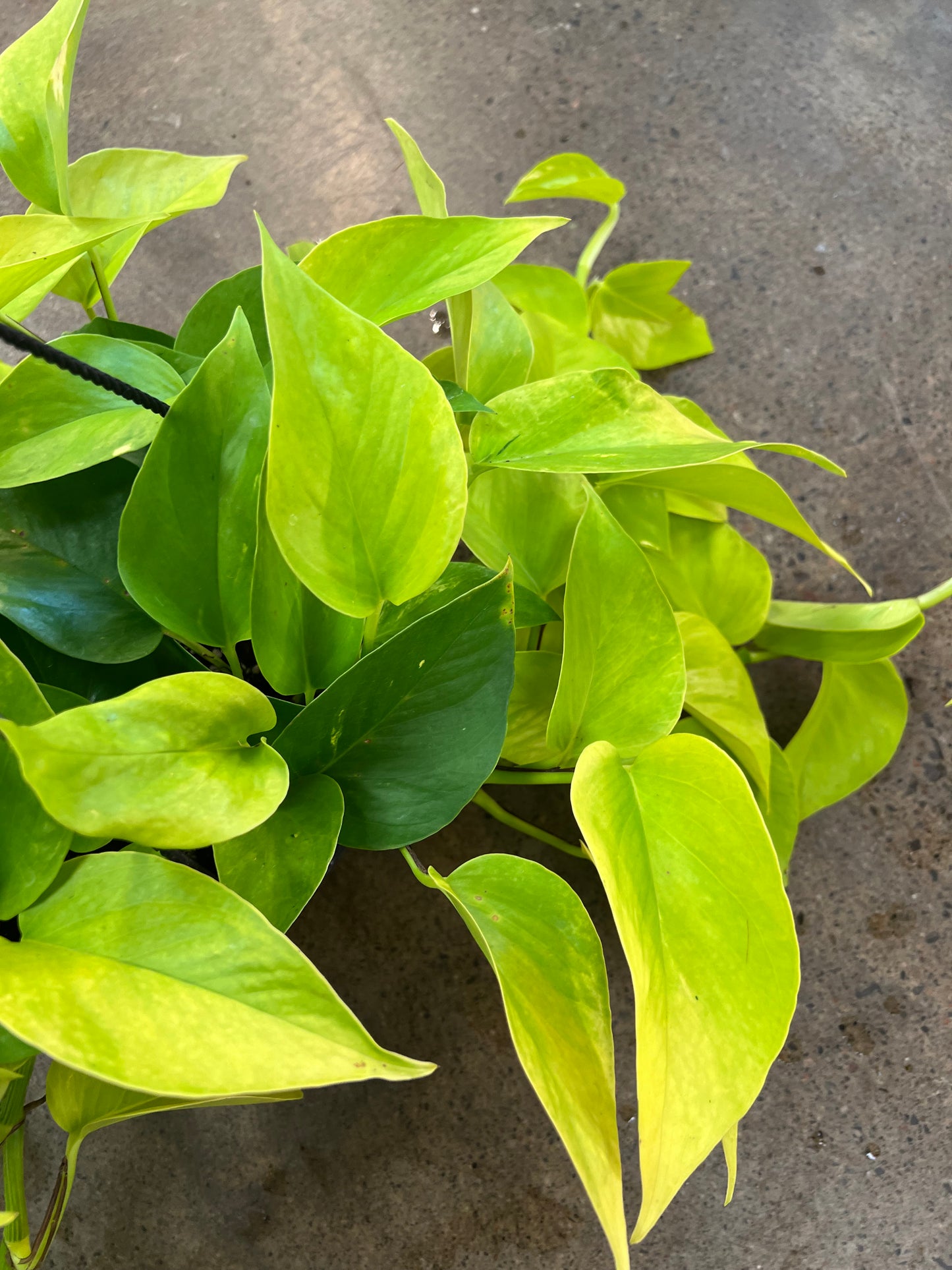 Pothos Neon