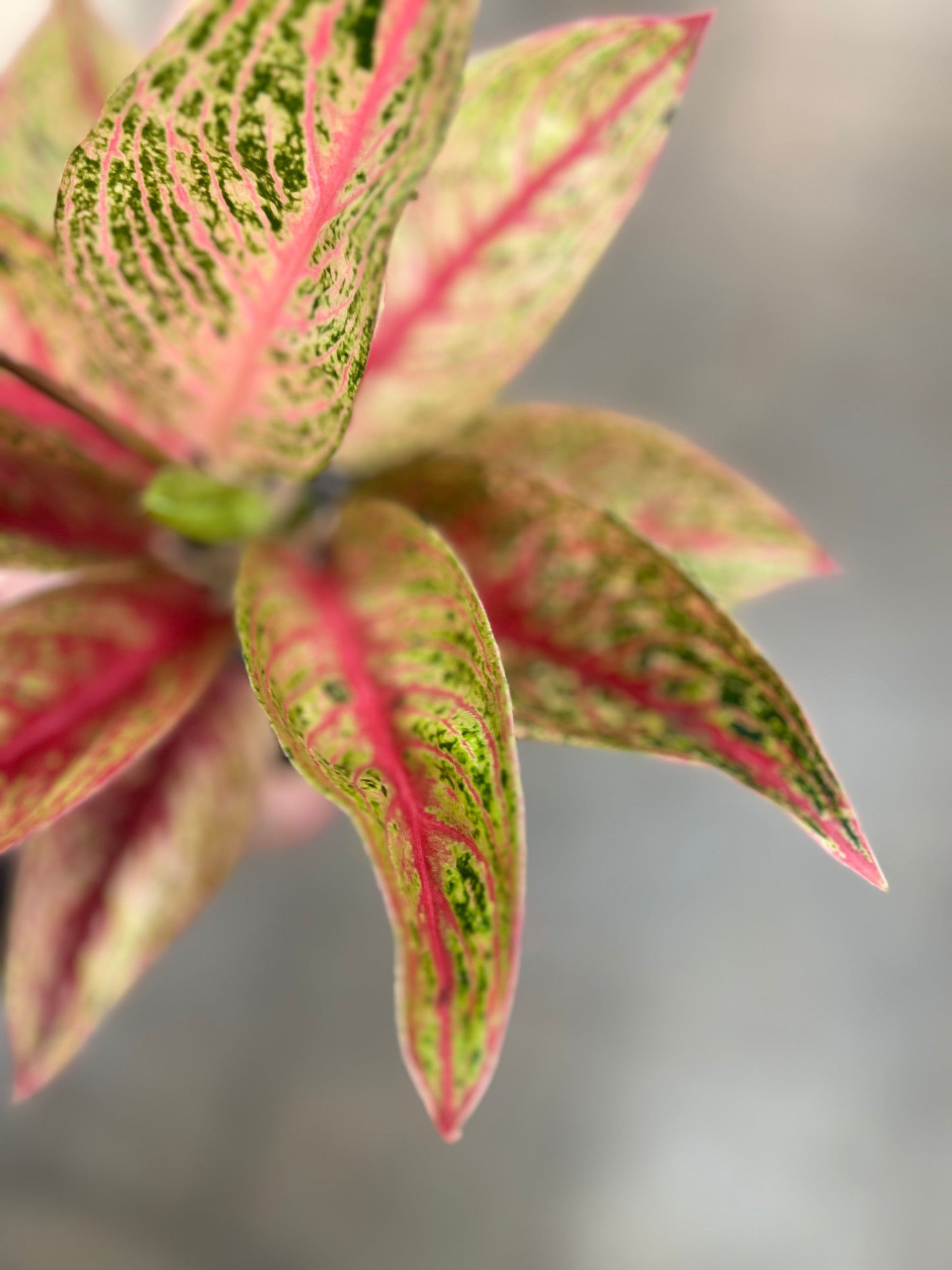 Aglaonema Red Legacy Hybrid