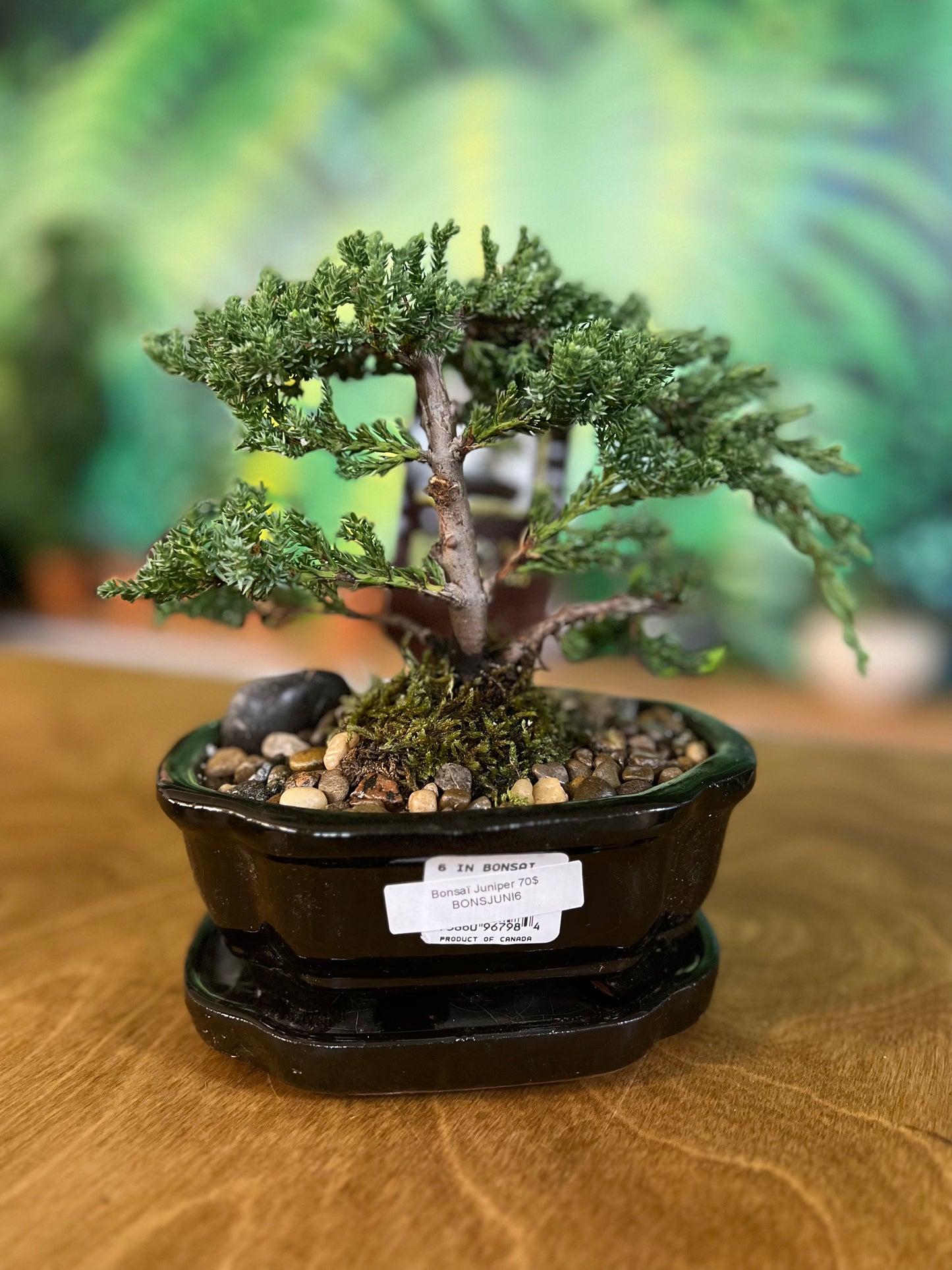 Bonsaï Juniper