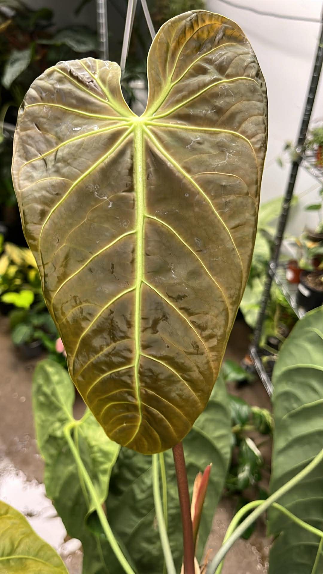 Anthurium Marmoratum