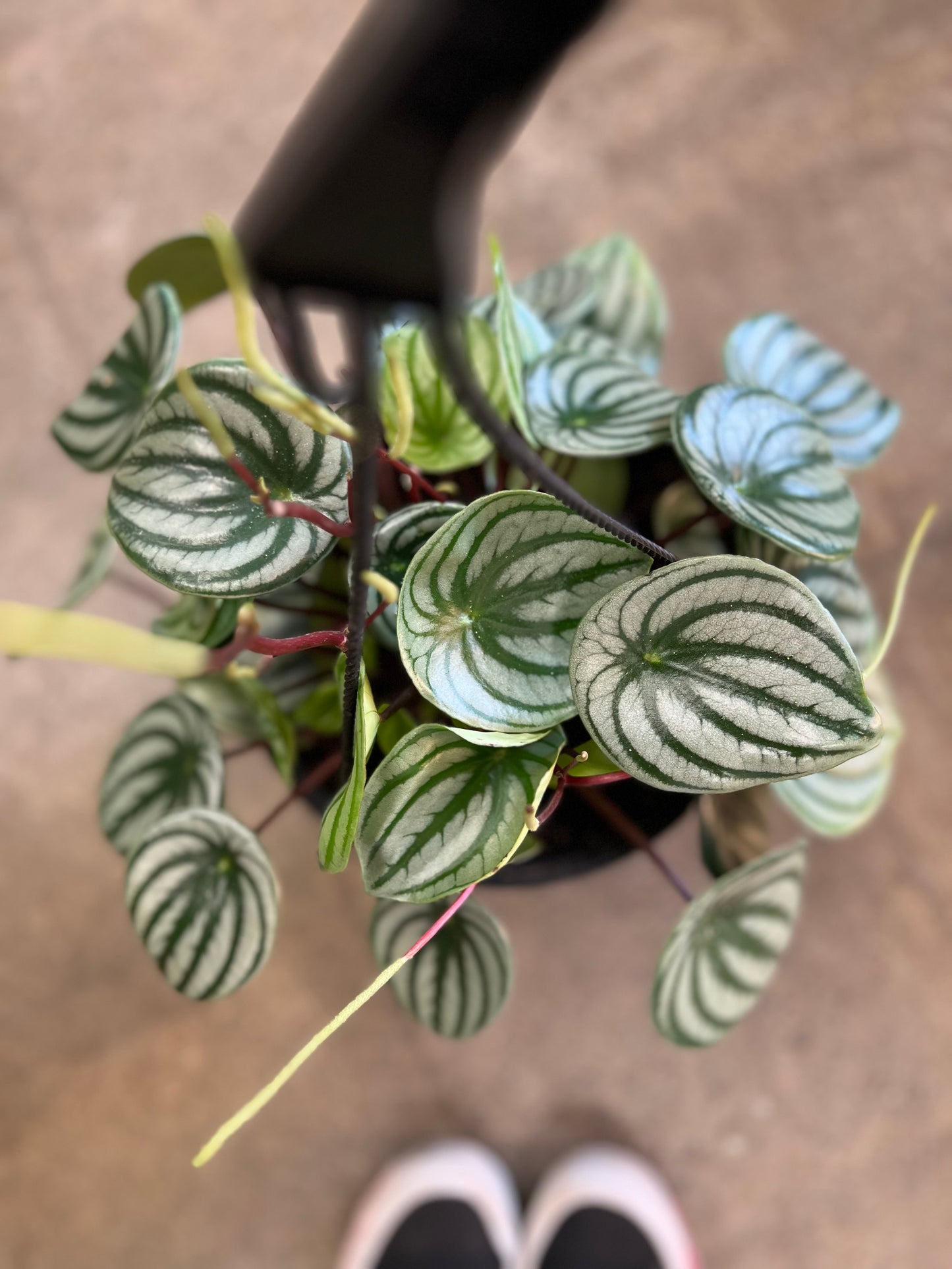 Peperomia Watermelon
