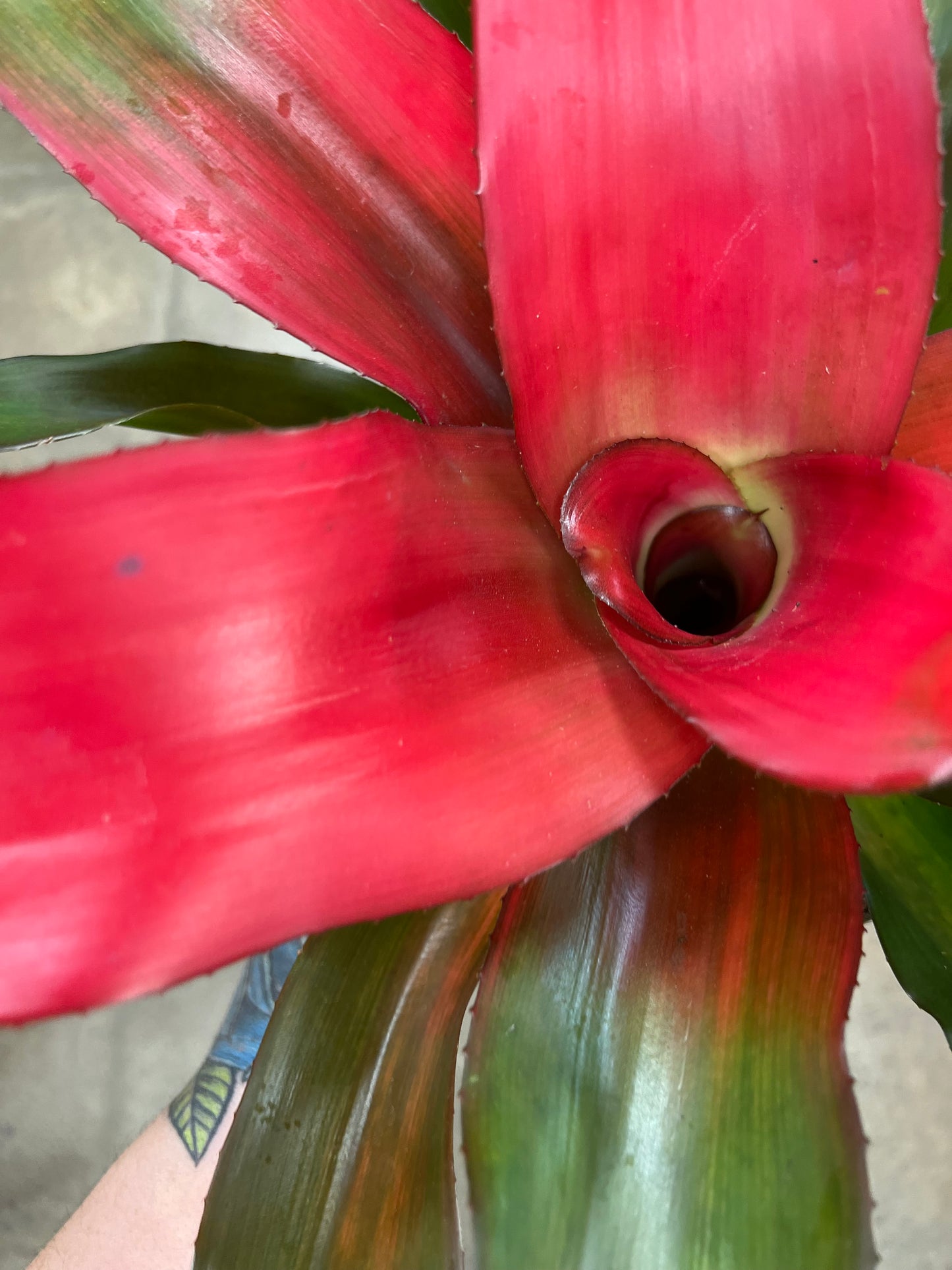 Bromelia Neoregelia Asst.