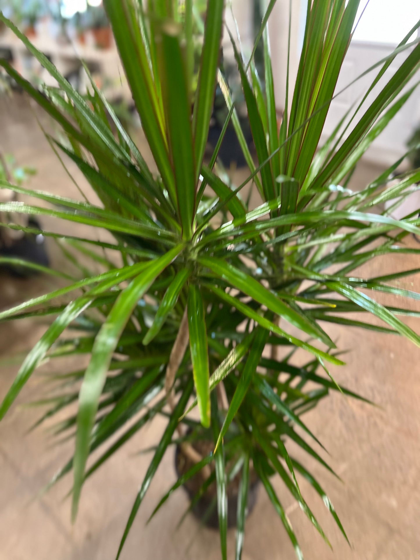 Dracaena Marginata Staggered