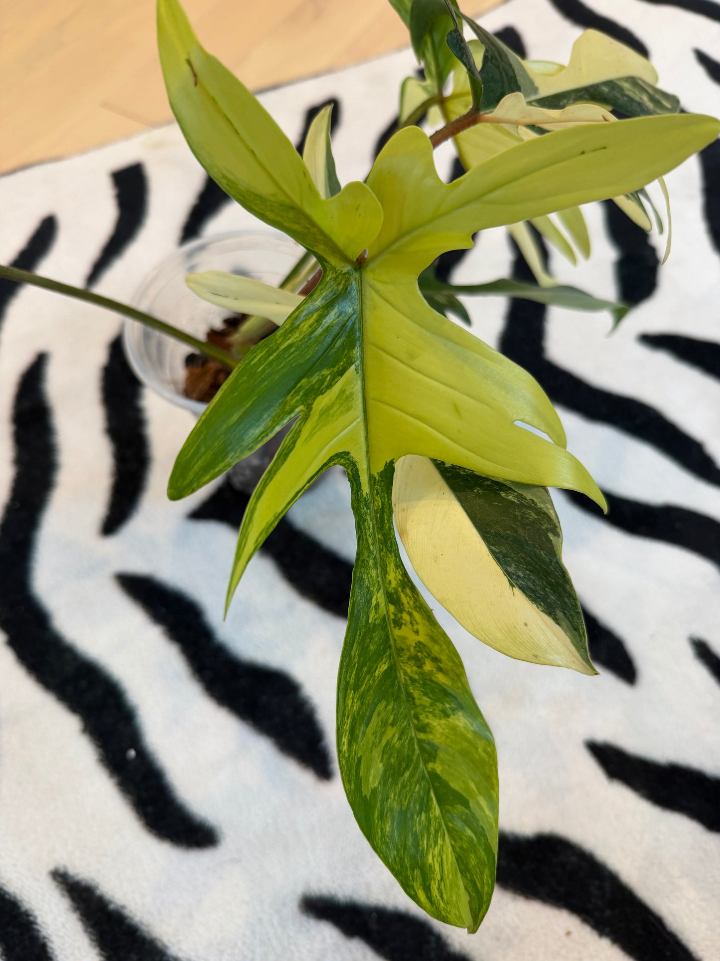 Philodendron Florida Beauty Variegated Large #1