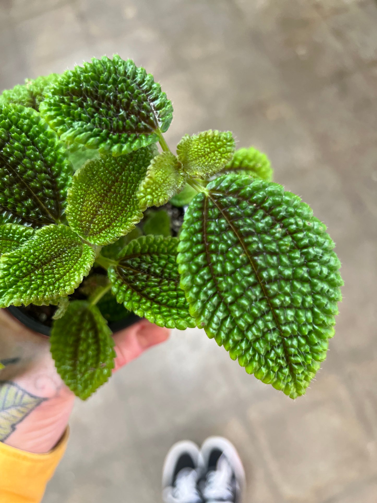 Pilea Moon Valley