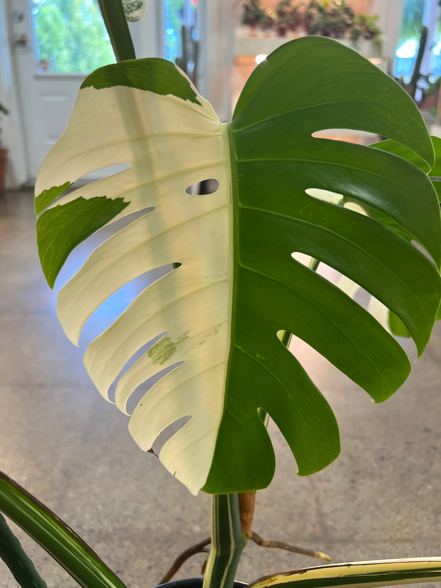 Monstera Albo #22