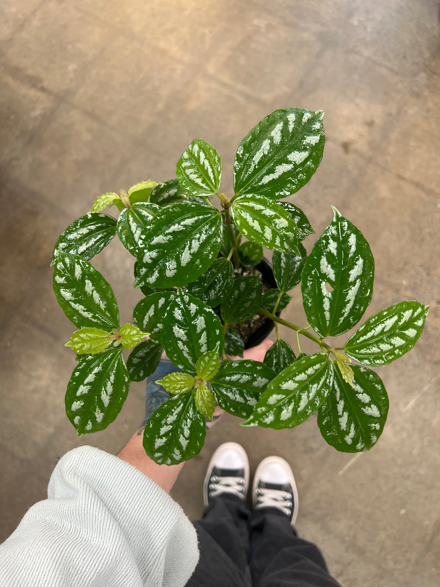 Pilea Aluminum