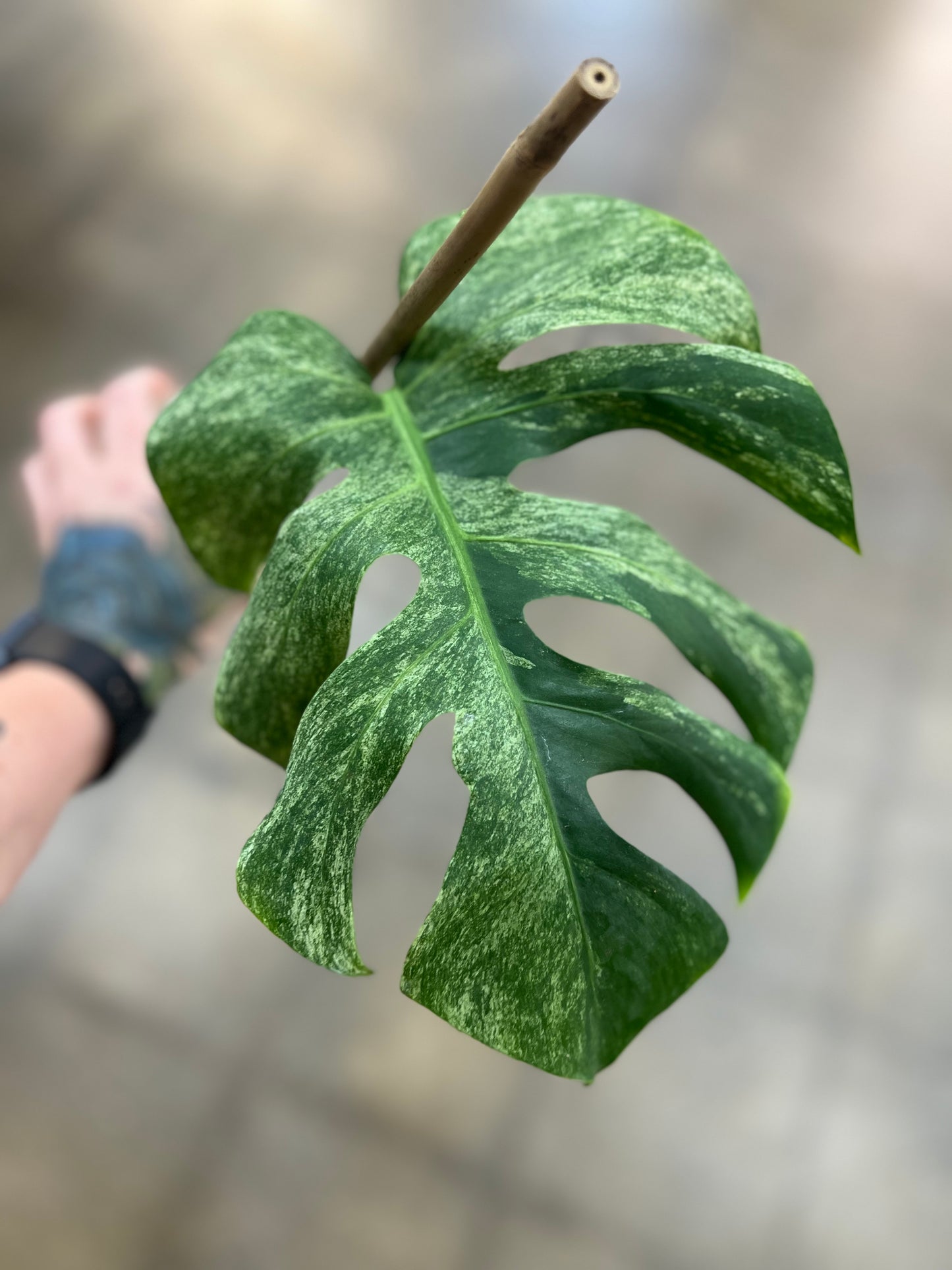 Monstera Mint