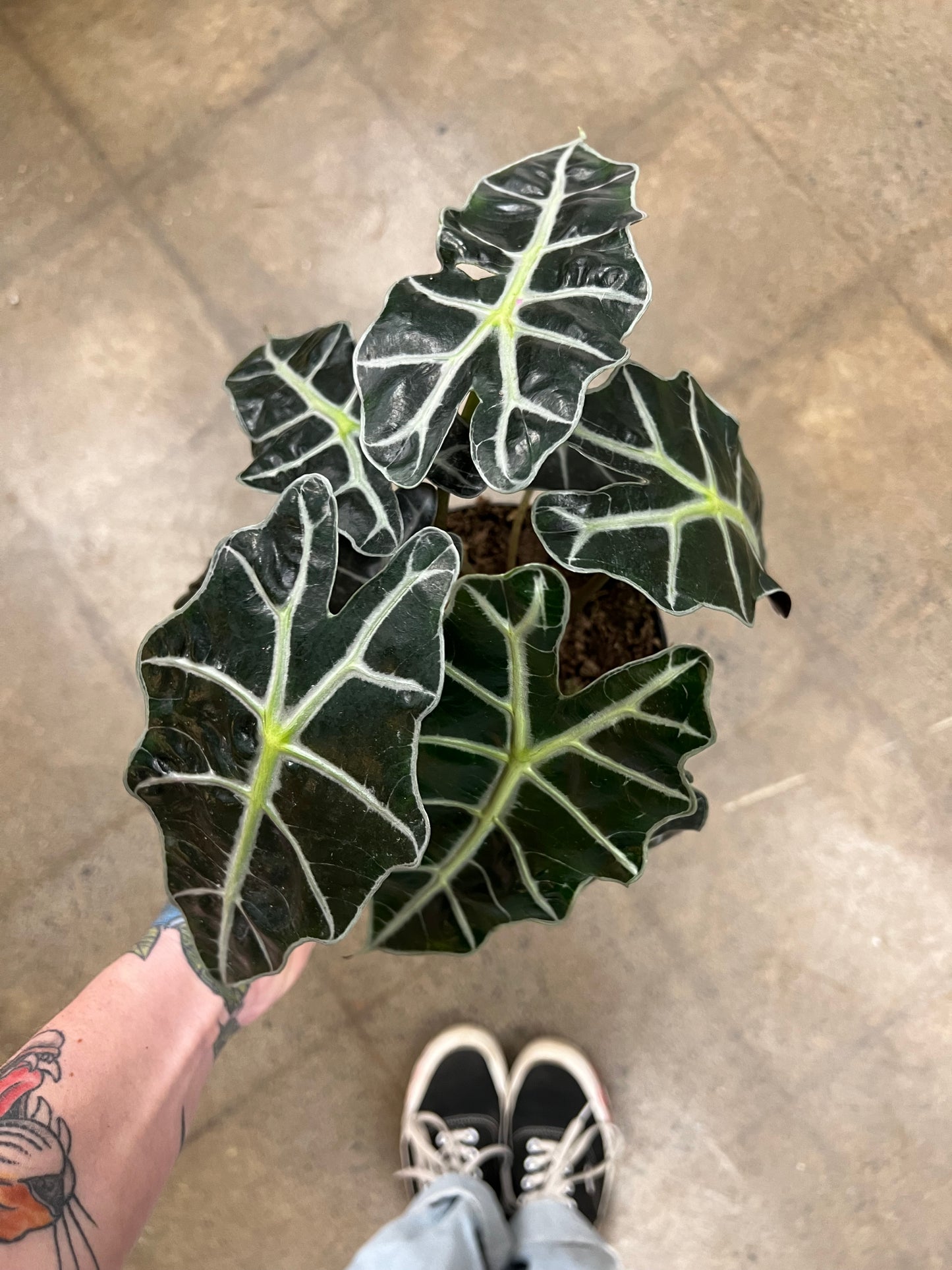 Alocasia Amazonica Polly