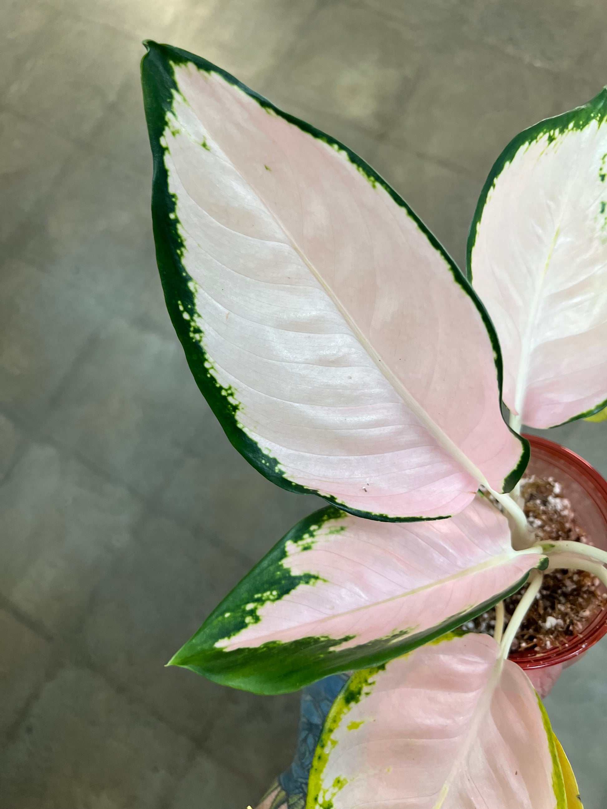 aglaonema neon Aglaonema Neon