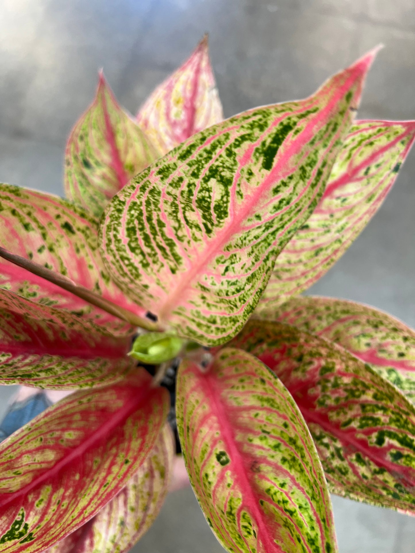 Aglaonema Red Legacy Hybrid