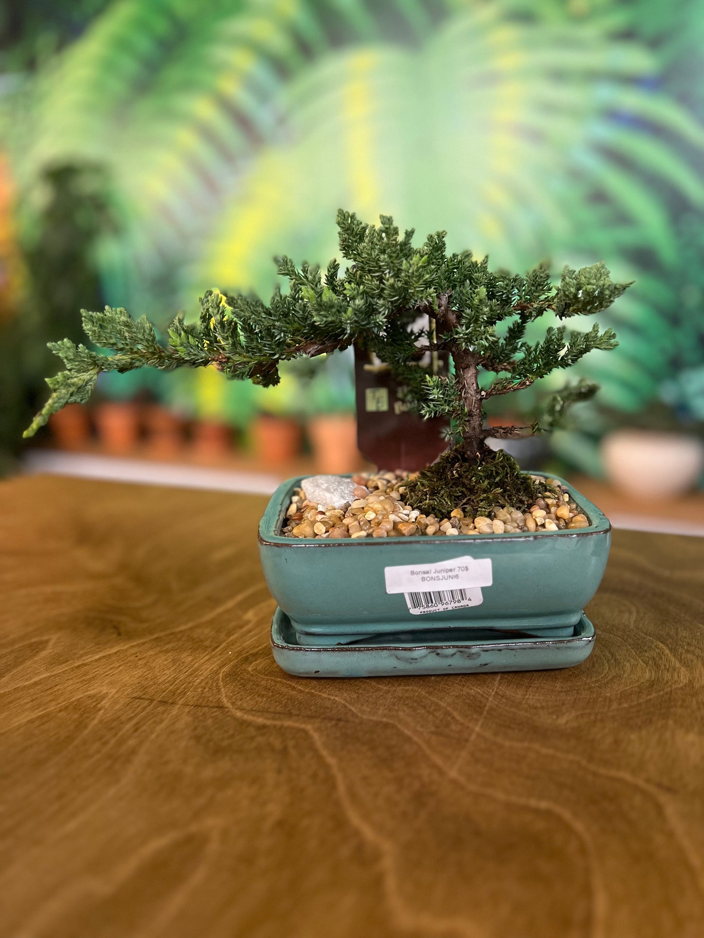 Bonsaï Juniper