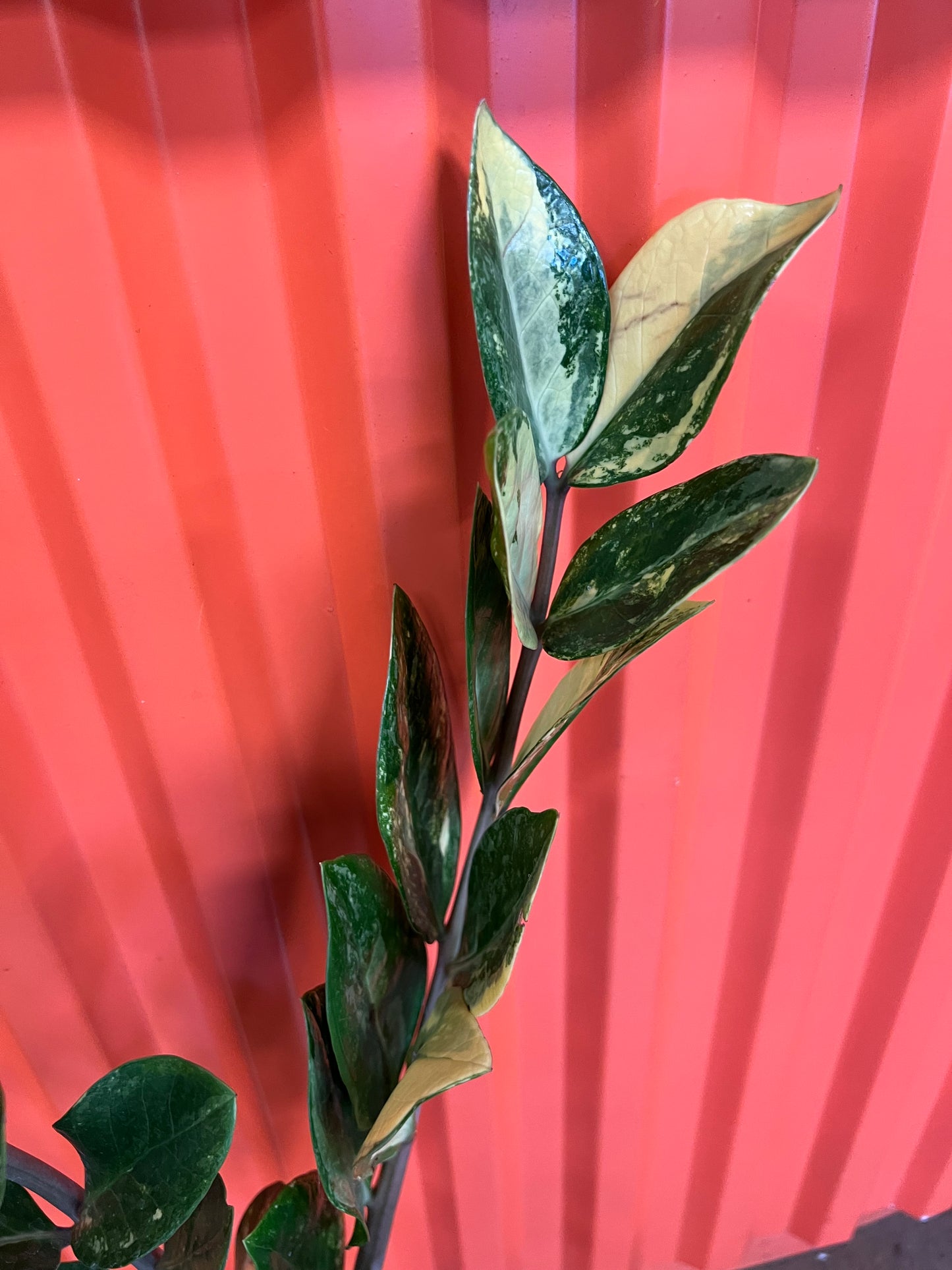 Zamioculcas Zamiifolia Variegata #2