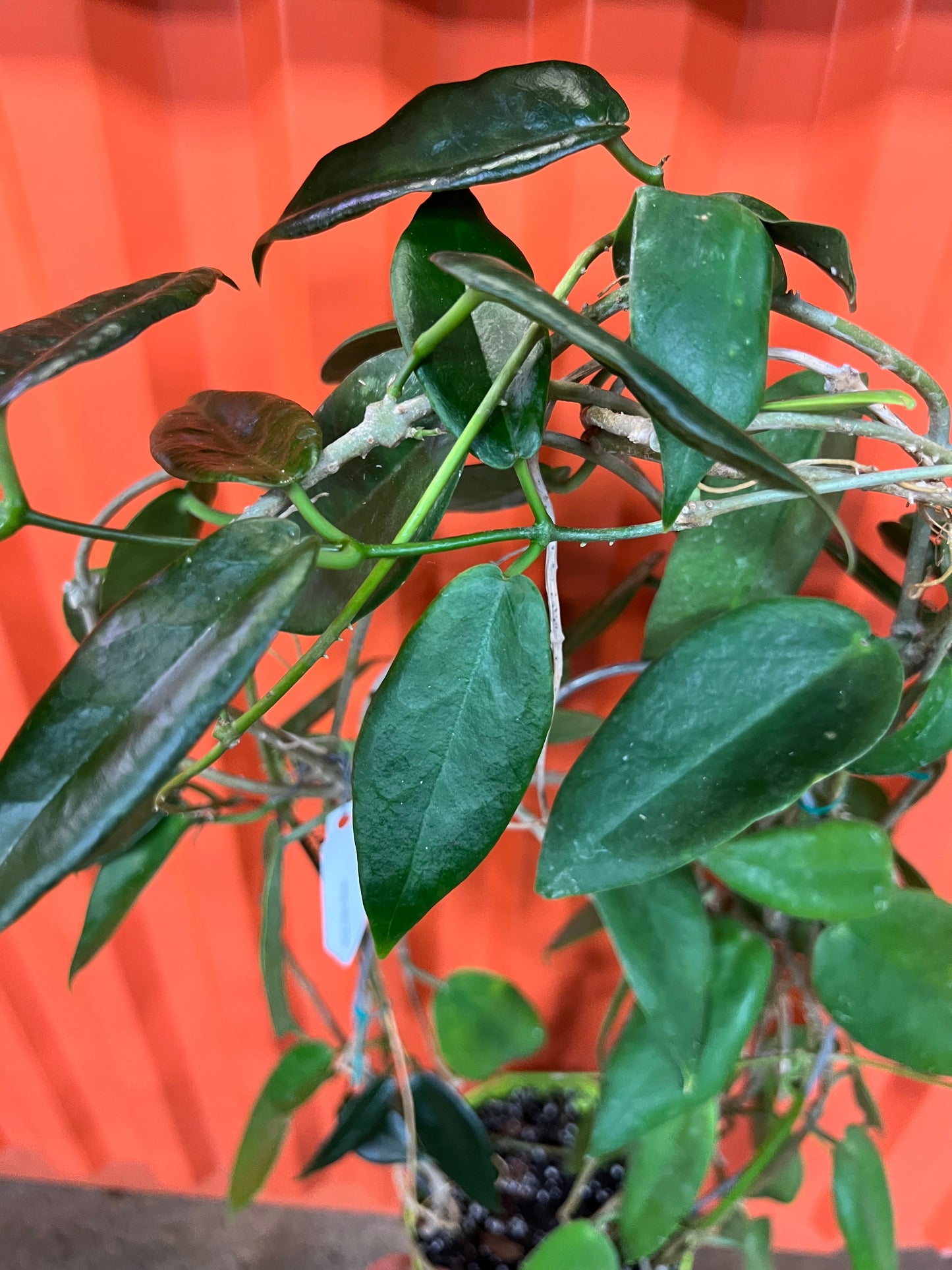 Hoya Macgillivrayi Taiwan