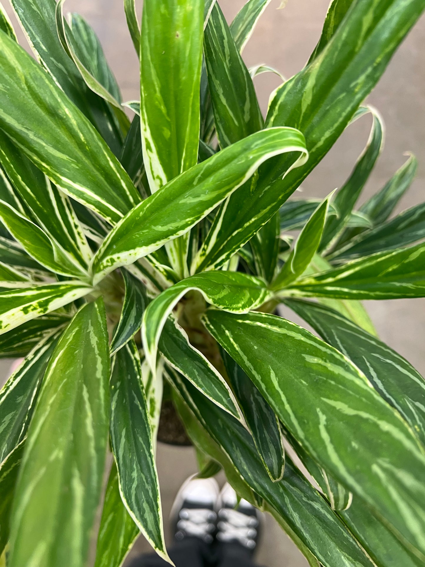 Aglaonema Commutatum Rice