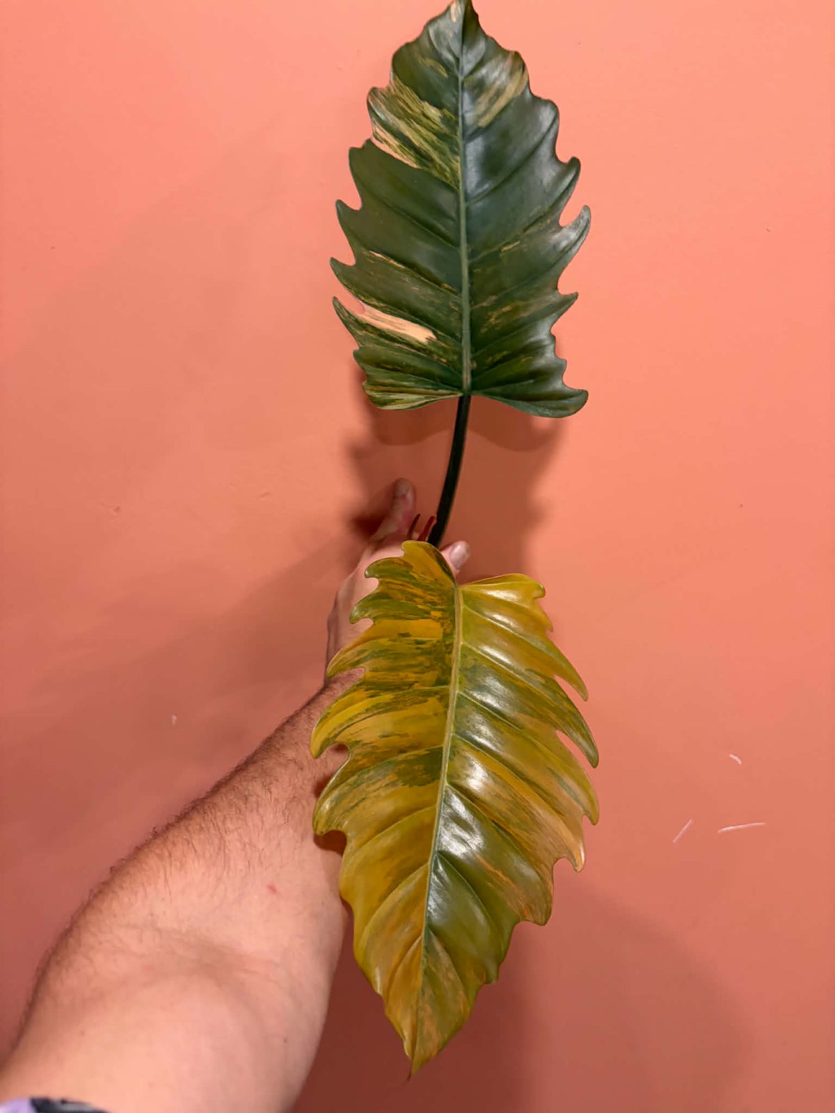 Philodendron Caramel Marble Variegated