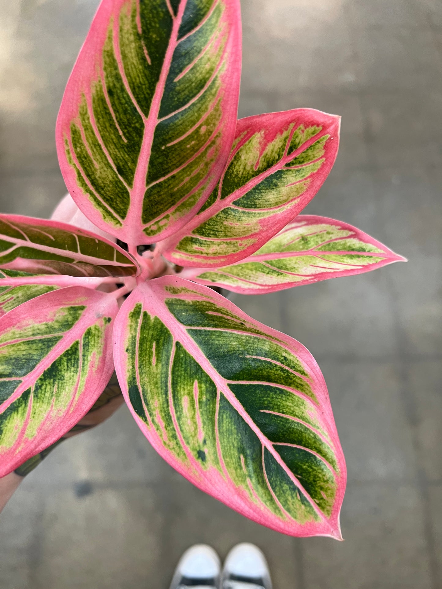 Aglaonema Lotus