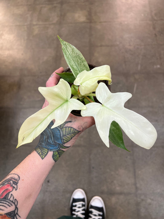 Philodendron Florida Ghost