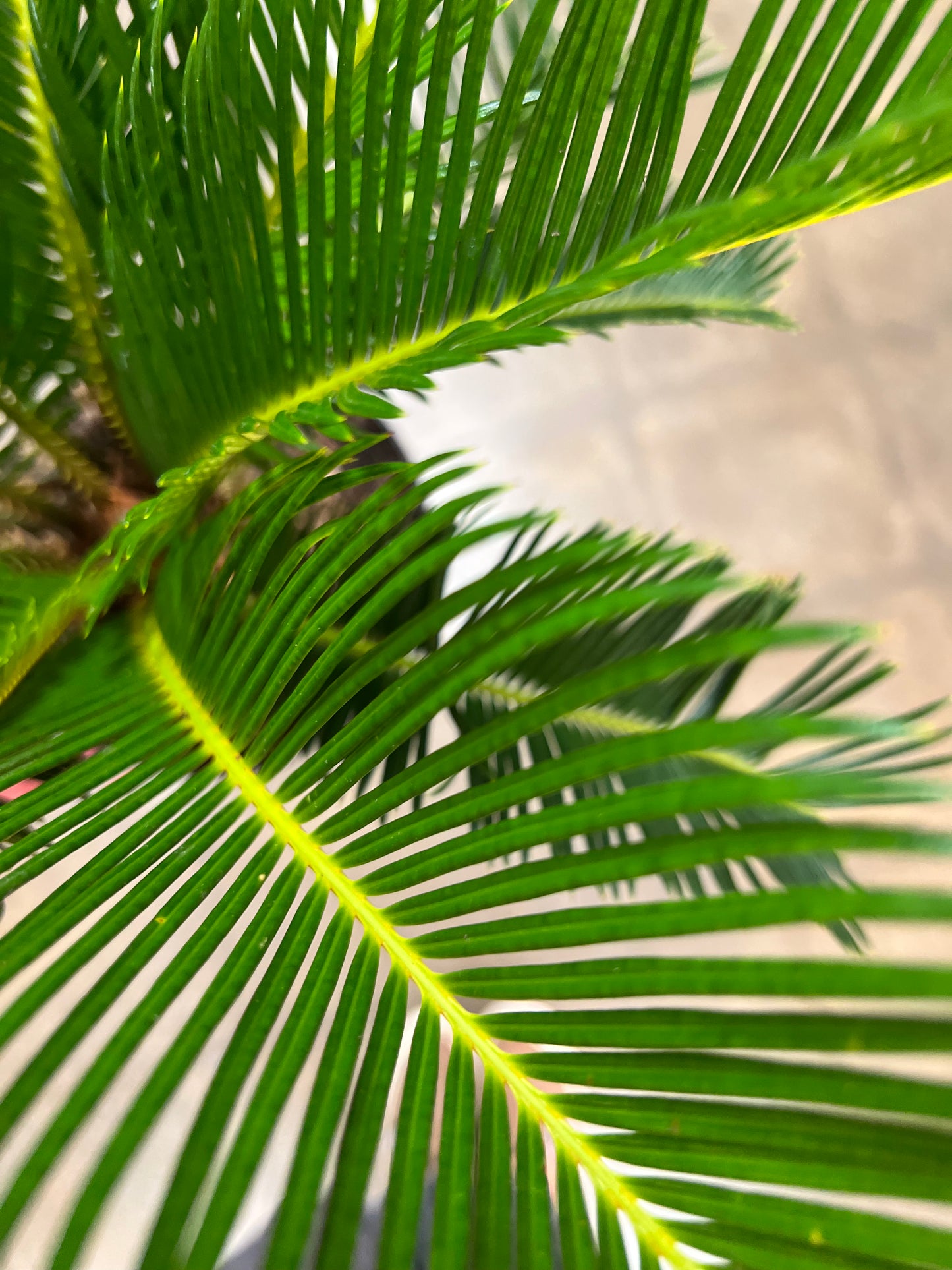 Cycas Revoluta