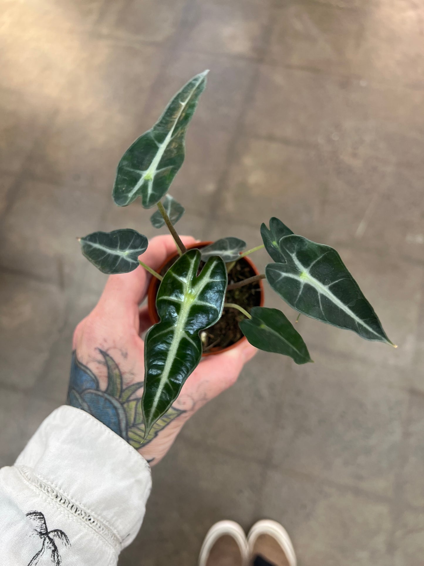 Alocasia Bambino