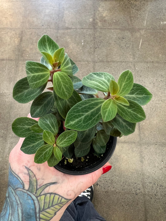 Peperomia Red Log