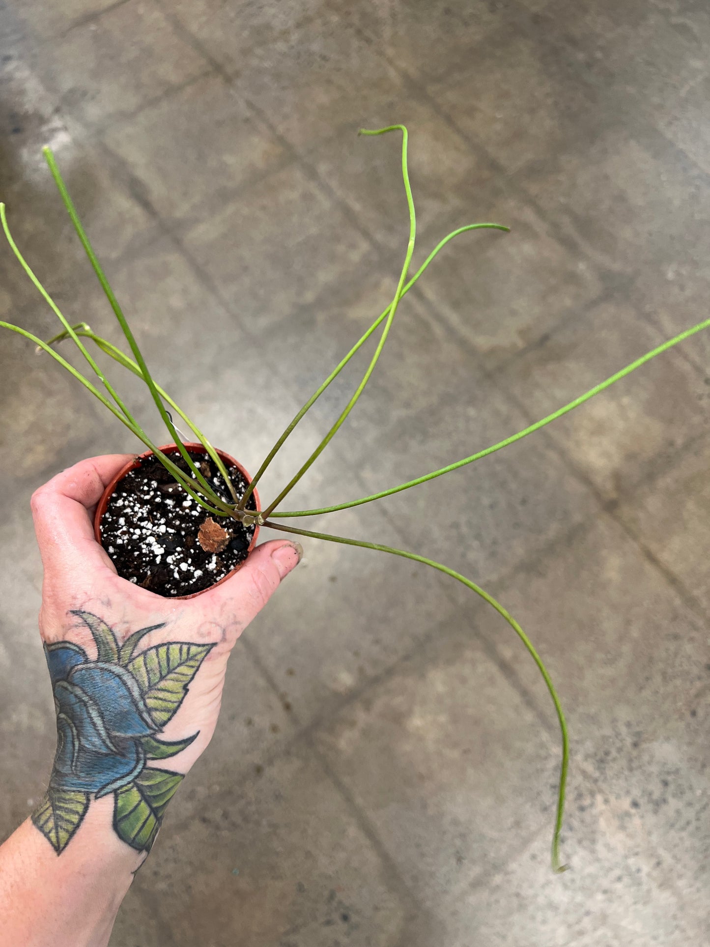 Hoya Spartioides