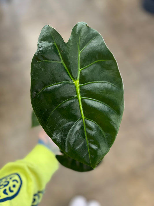 Alocasia Golden Bone