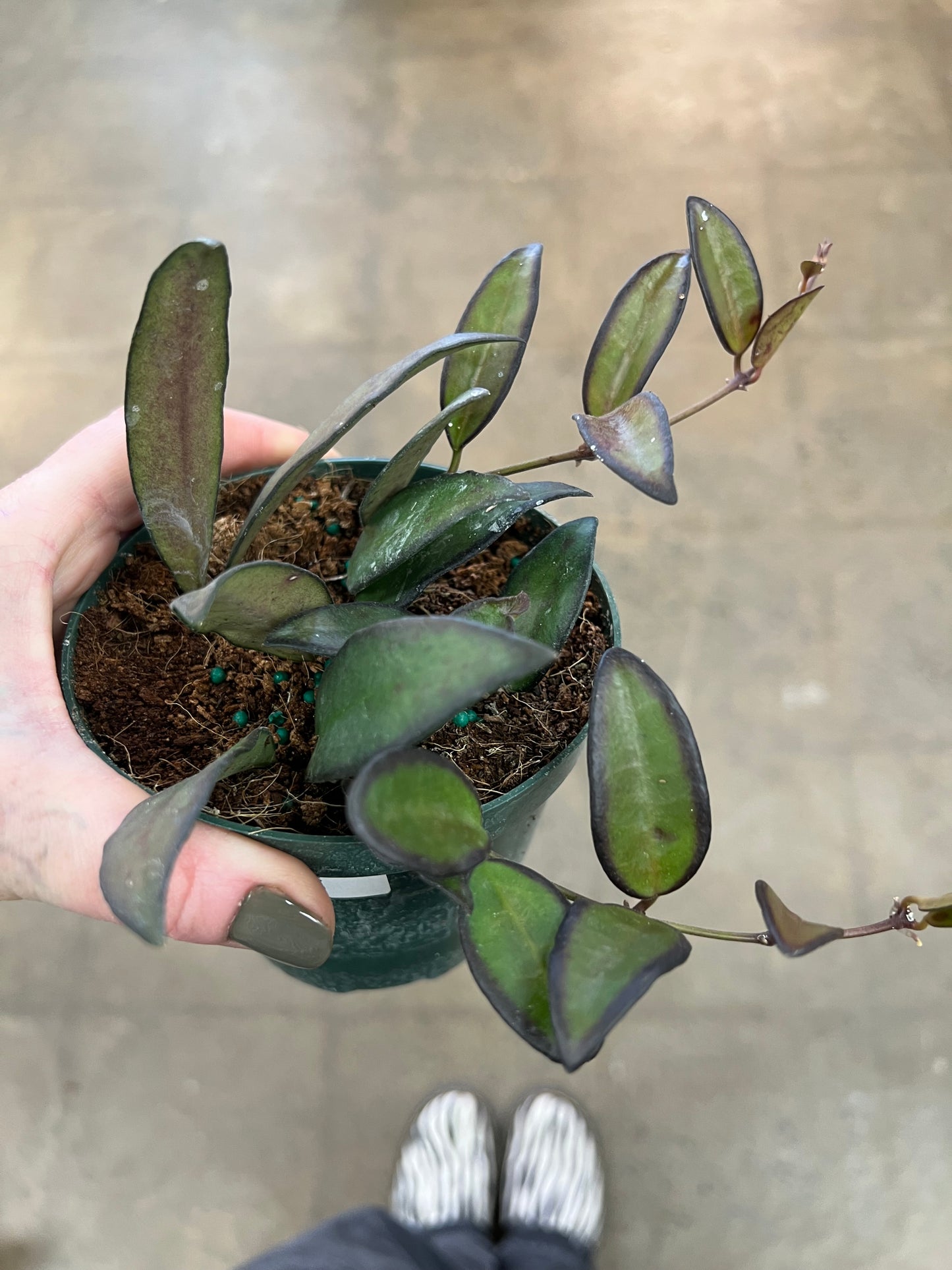 Hoya Rosita