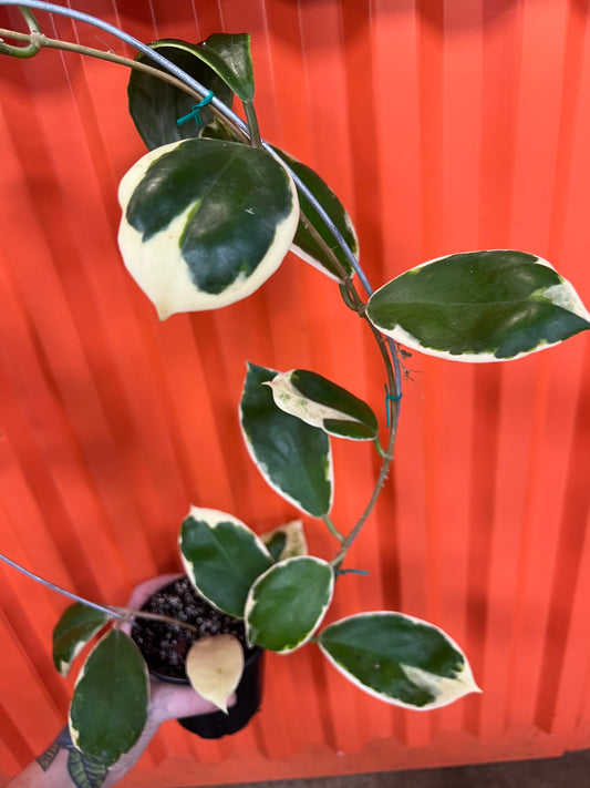 Hoya Ingrassata Albomarginata