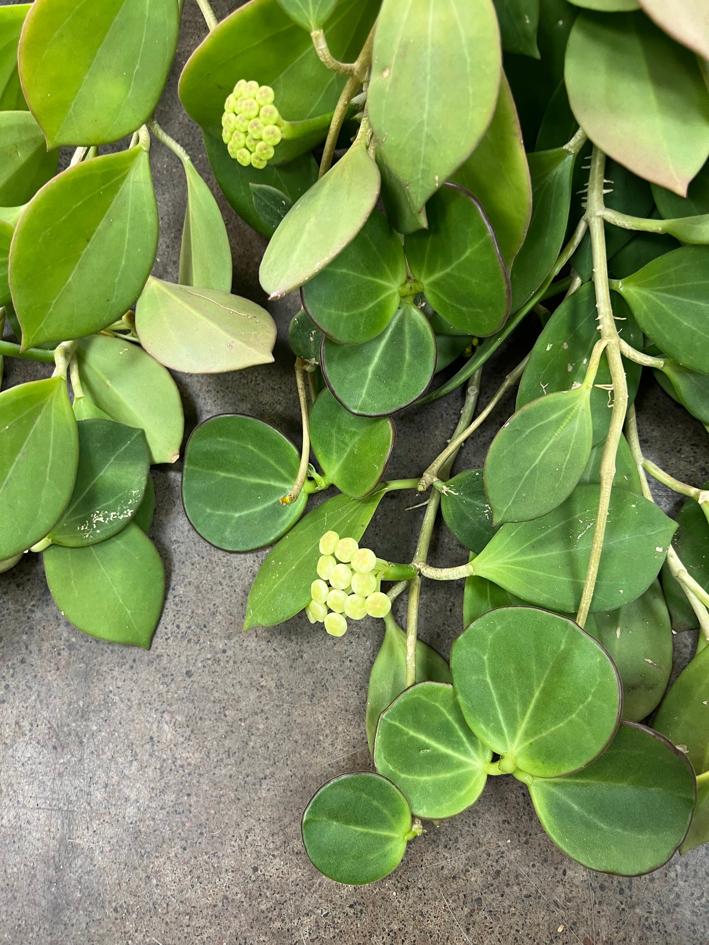 Hoya Pachyclada