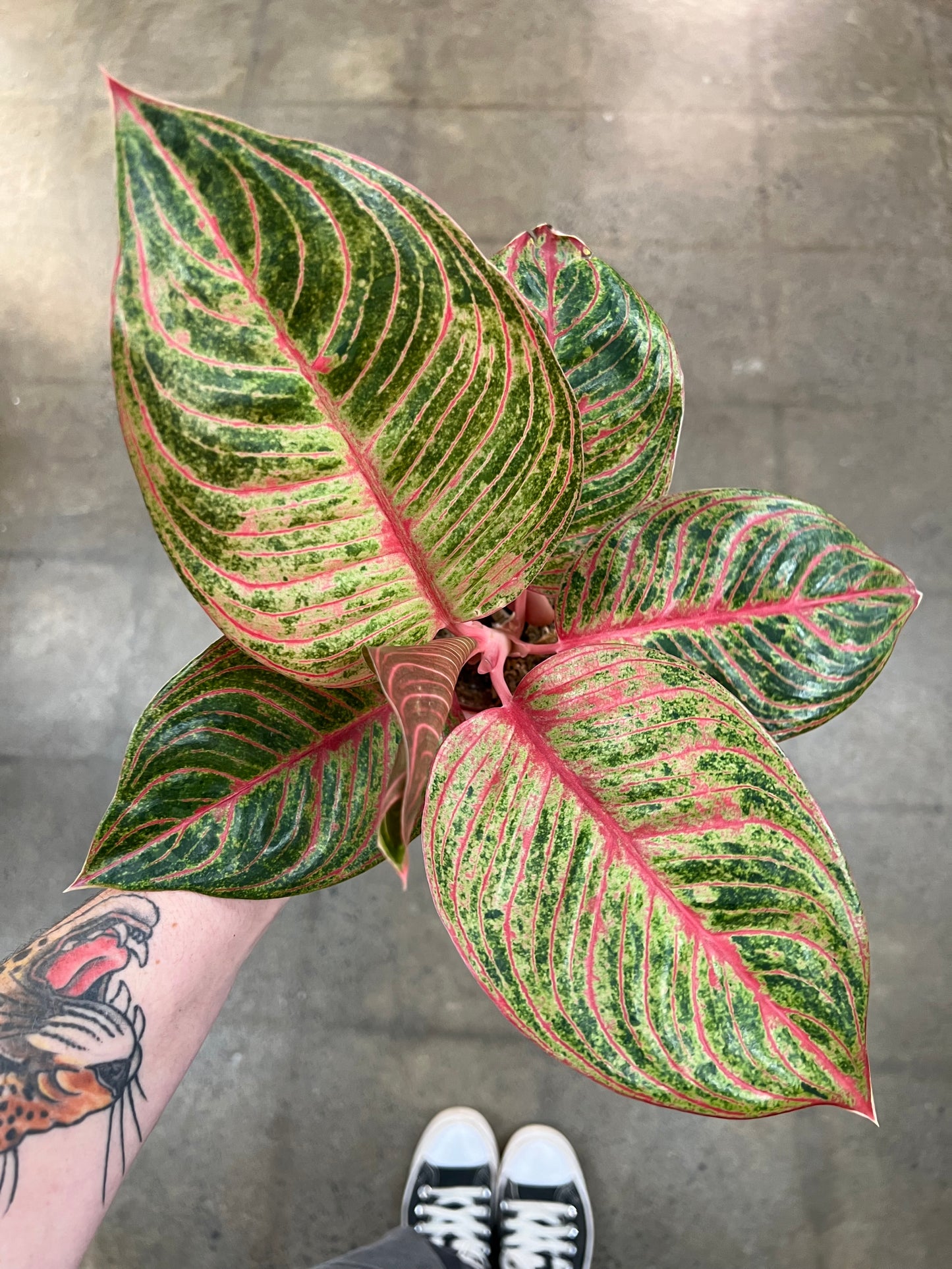 Aglaonema Hughe