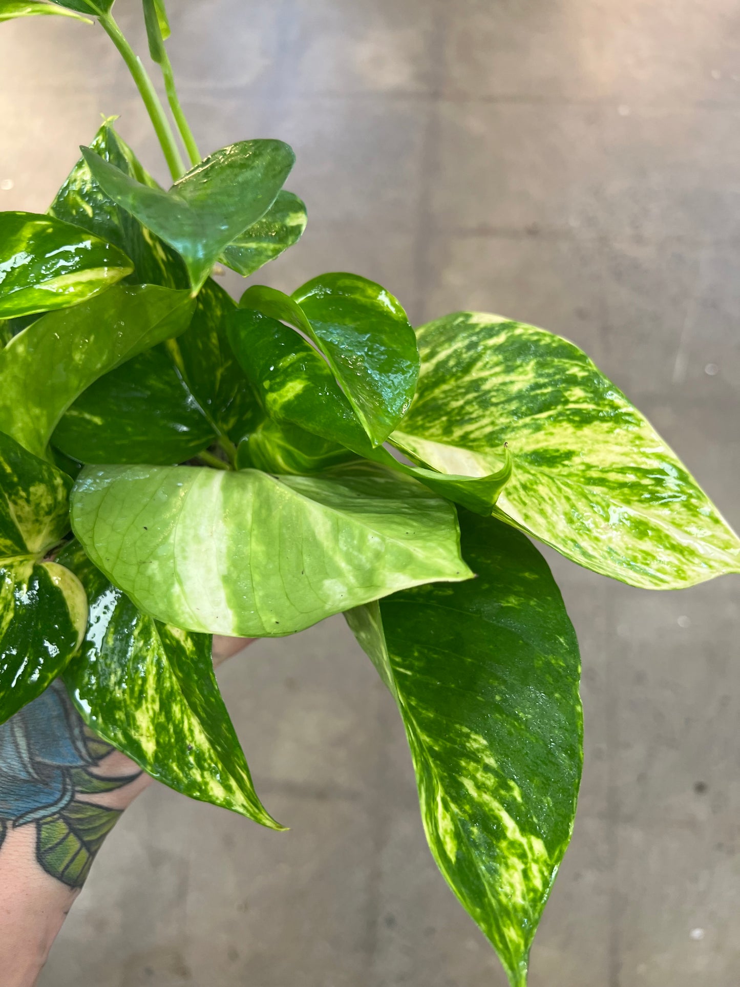 Pothos Doré