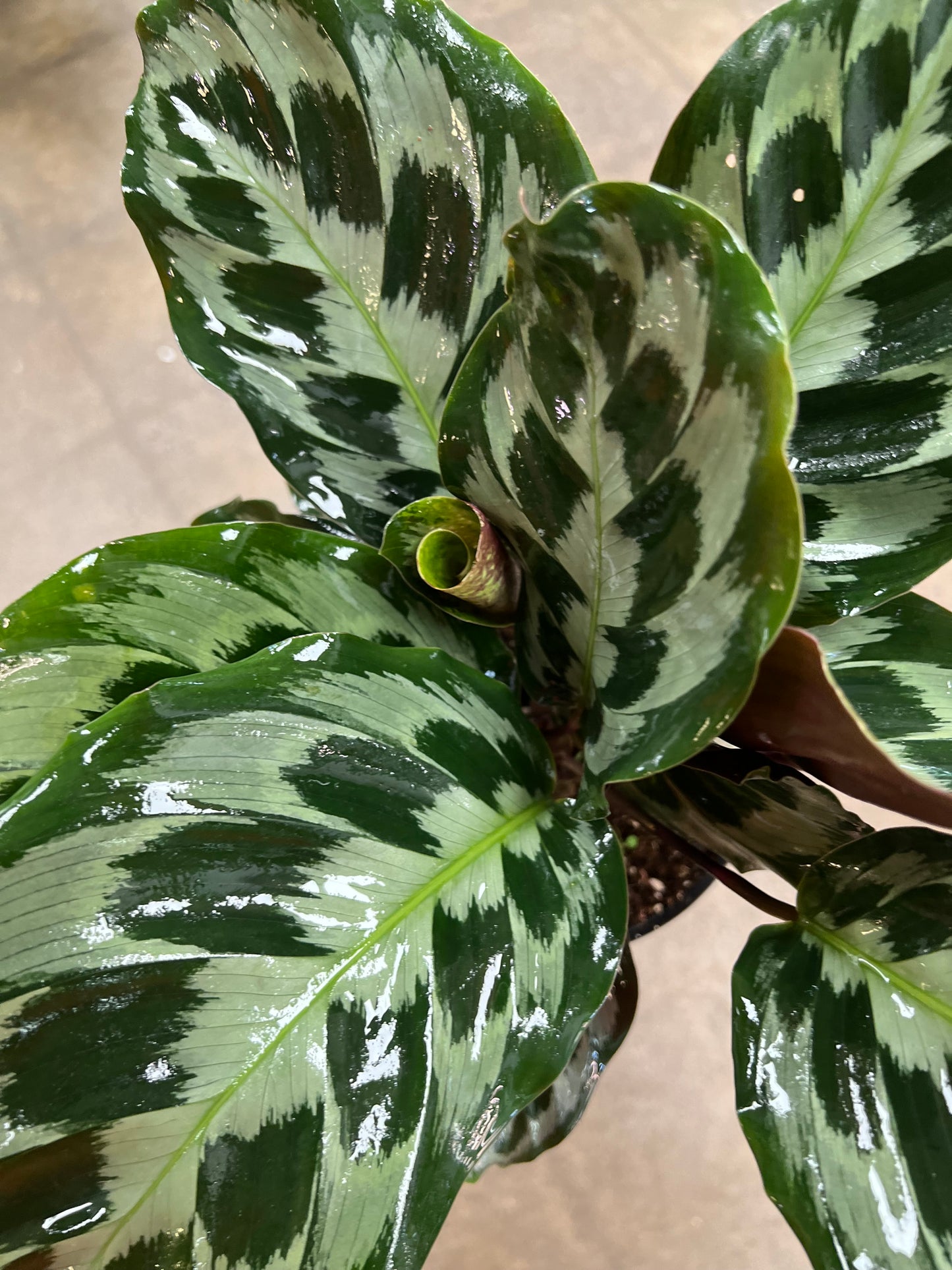 Calathea Helen Kennedy