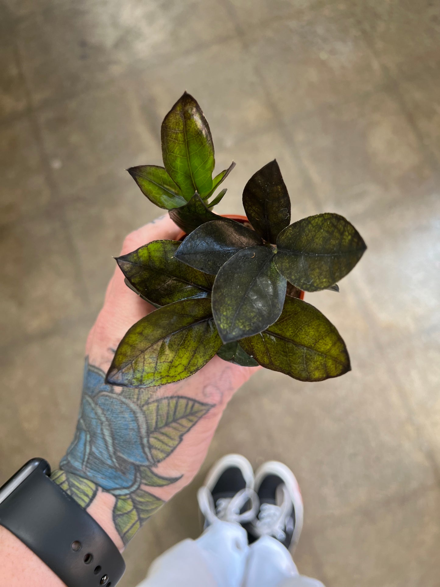 Zamioculcas Zamiifolia Raven